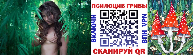 Псилоцибиновые грибы Cubensis  Неман 